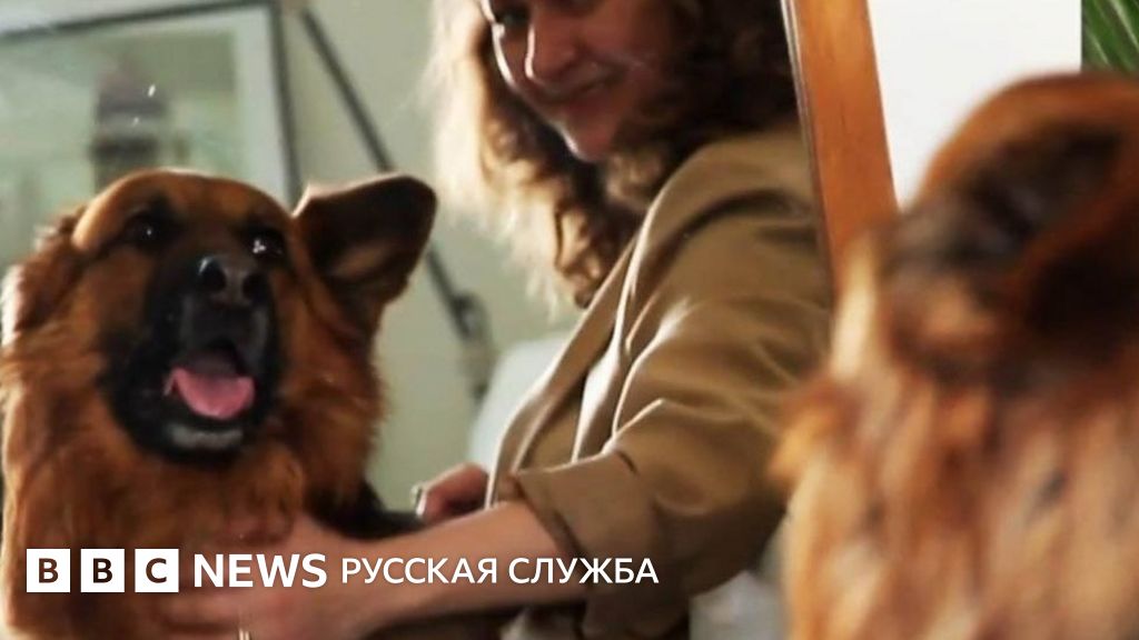 В Испании специально обученные собаки спасают женщин от домашних ...
