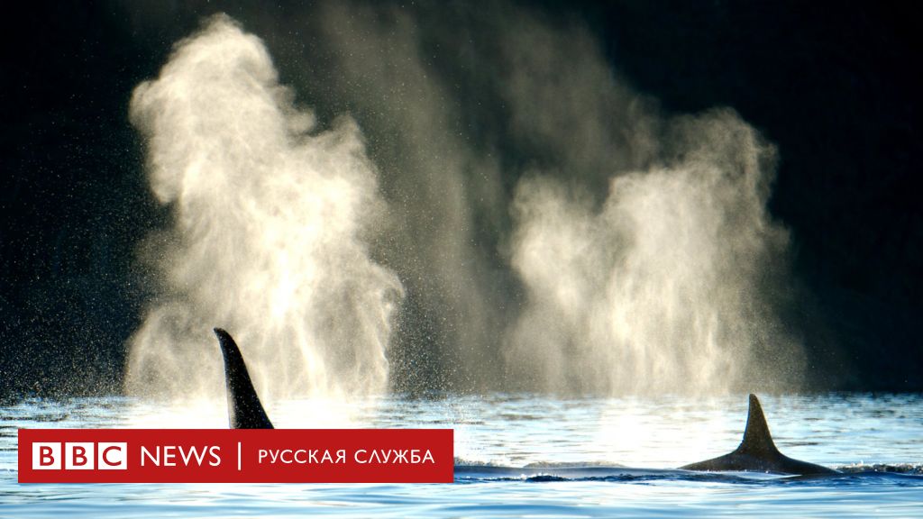 38 дней на шлюпке в океане всей семьей что помогло выжить после кораблекрушения