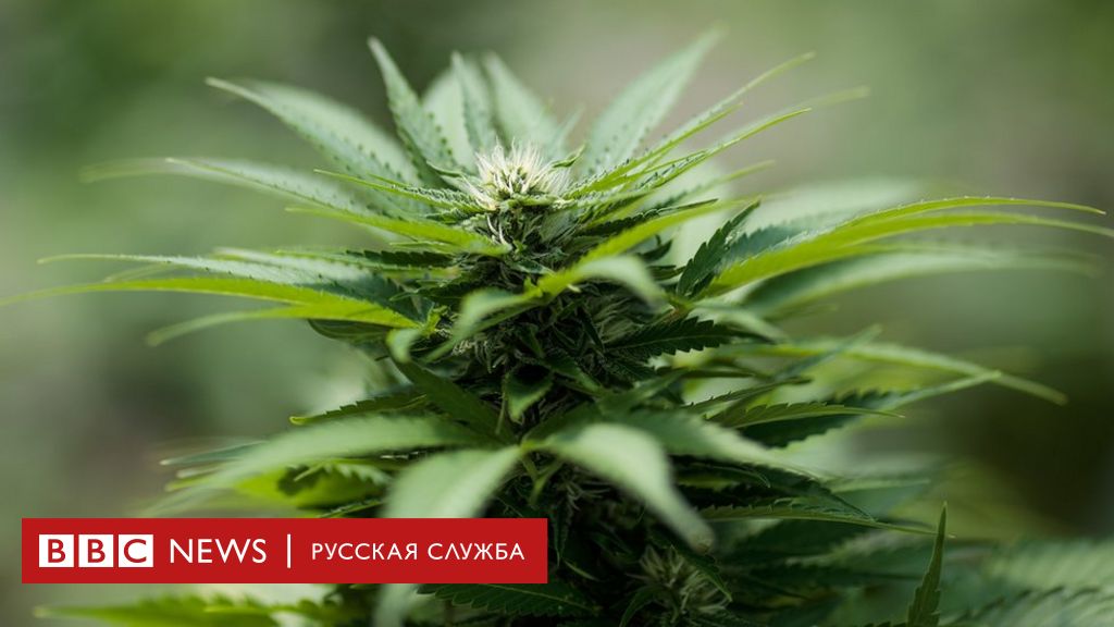 Марихуана москва продажа российские законы марихуане