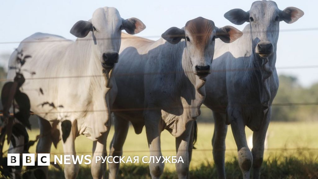 Россия запретила говядину из Бразилии. Что будет с ценами? - BBC News ...