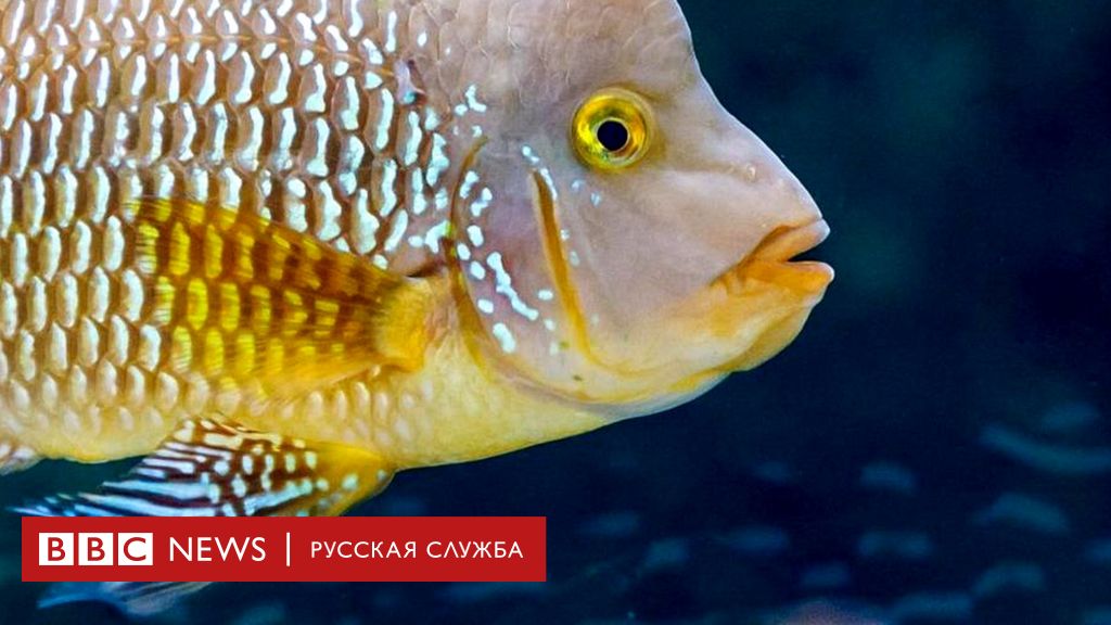 Реферат: Разведение и содержание аквариумных рыб с элементами исследования