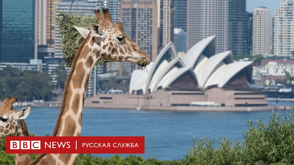 Taronga zoo. Зоопарк Таронга в Австралии. Таронга Сидней. Сидней зоопарк. Зоопарк в Сиднее Австралия.