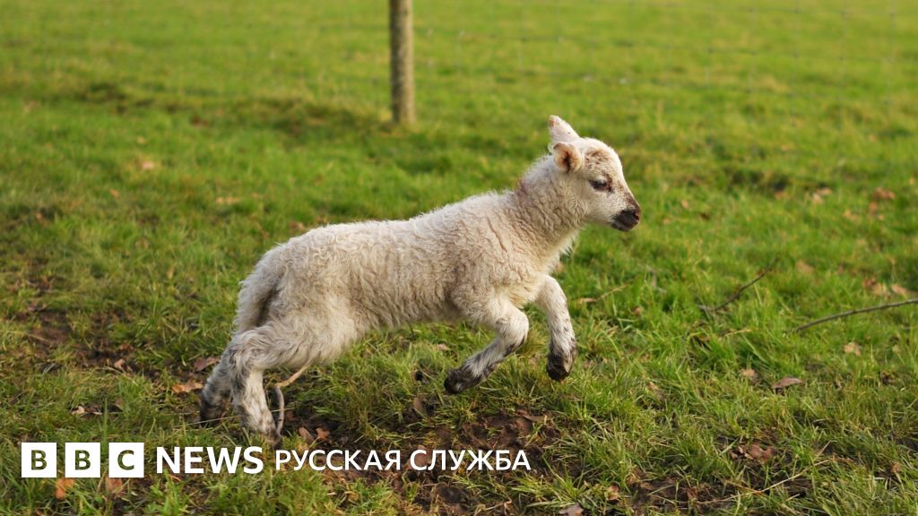 Во французскую школу зачислили 15 баранов и овец - BBC News Русская служба