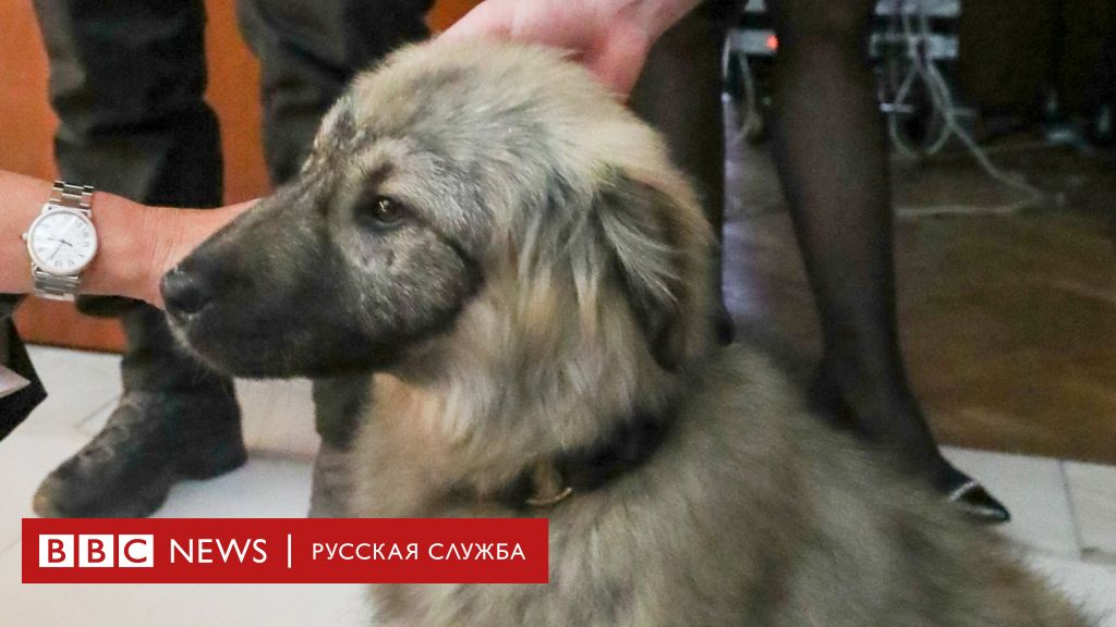 Сколько У Путина Собак Фото