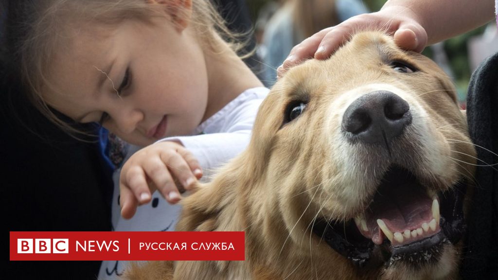 у собаки болит лапа после прививки что делать