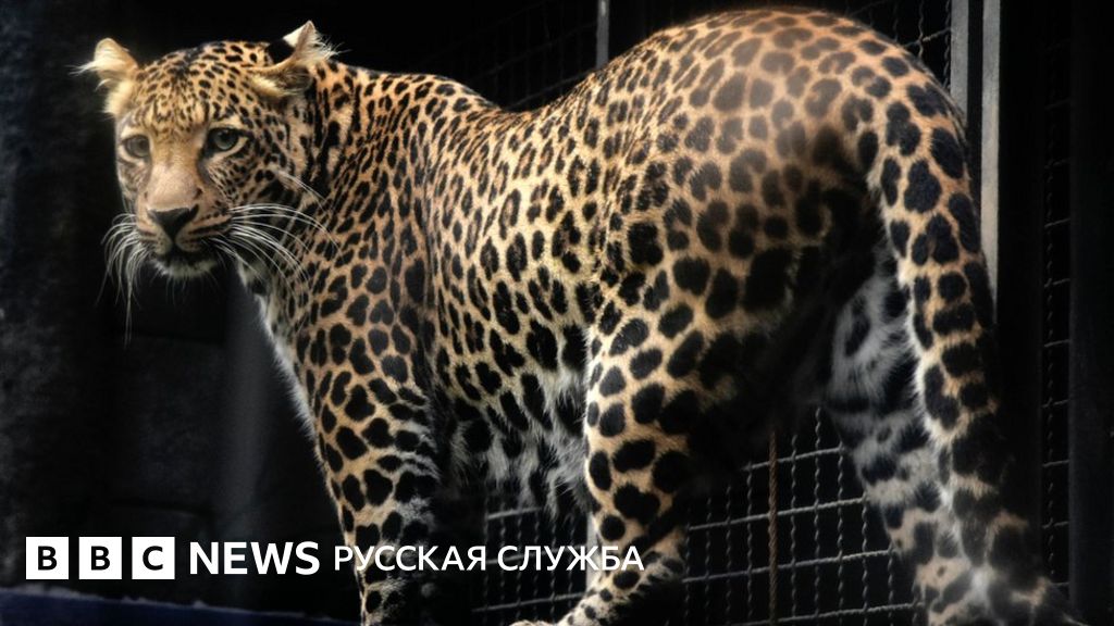 Считавшихся погибшими яванских леопардов нашли с помощью камер - BBC ...