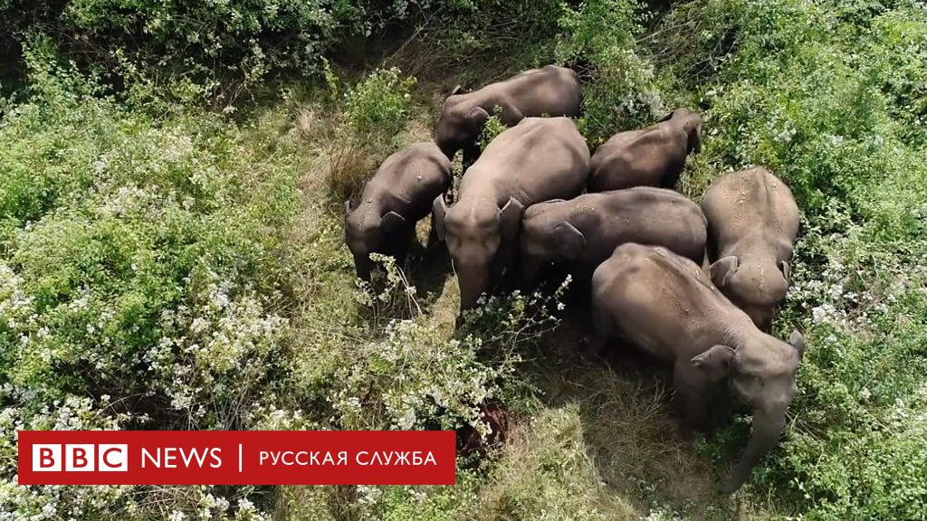 Как в Индии отпугивают слонов дронами - BBC News Русская служба
