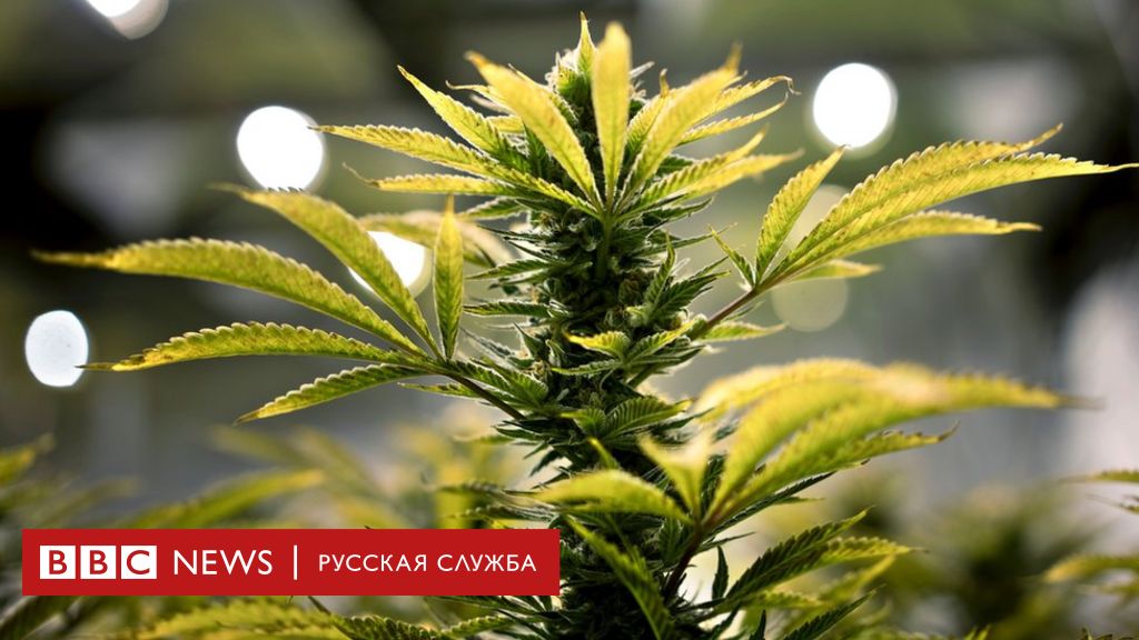 Россия лечение марихуаной как скачать браузер tor