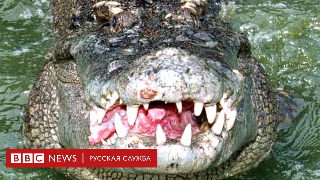 Crocodile Порно Видео | sharikivrn.ru