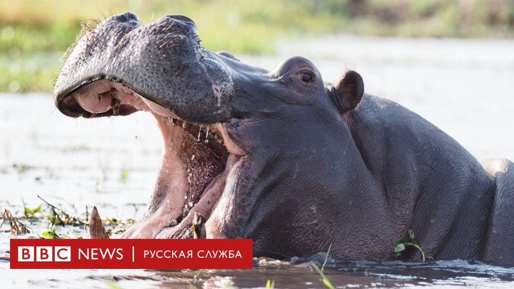 Язык бегемотов. Ученые выяснили значение звуков, которые издают гиппопотамы  - BBC News Русская служба