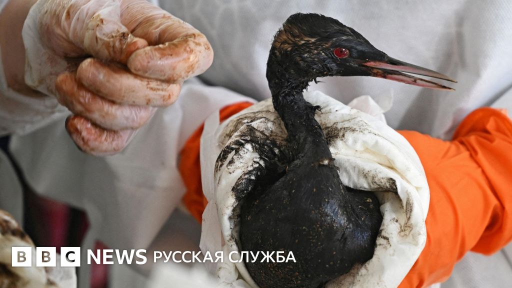 Новый разлив. Под Анапой вновь находят перепачканных птиц и загрязненный песок