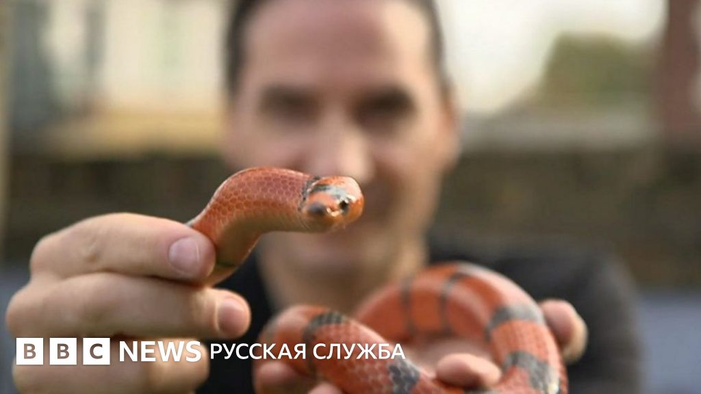 "Я колю себе змеиный яд" - BBC News Русская служба