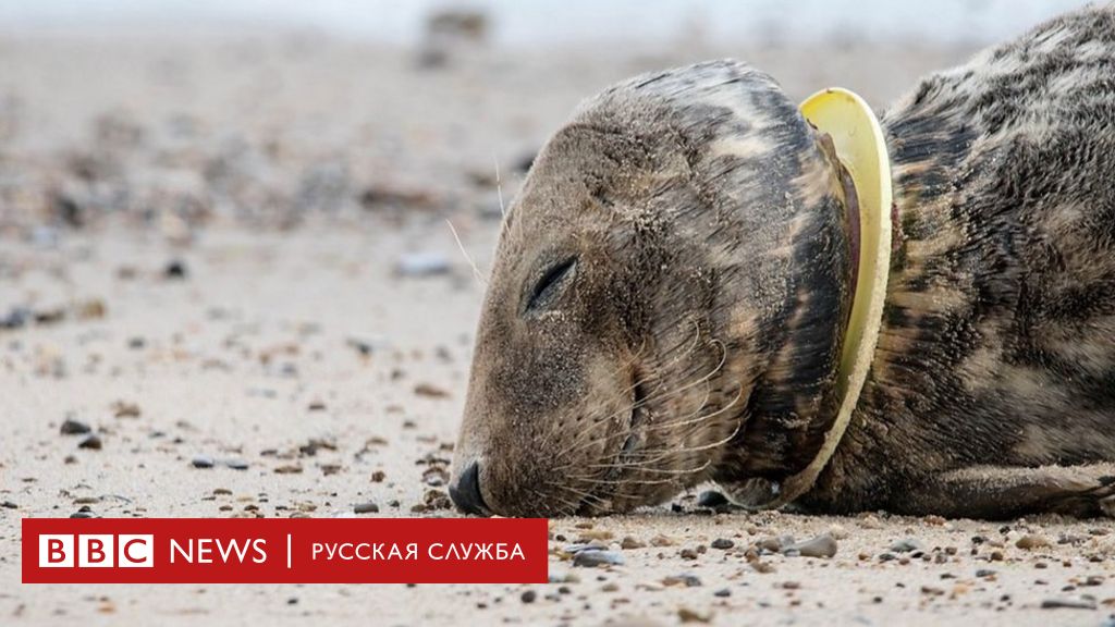 Пять фактов о пластике, которые нужно знать - BBC News Русская служба