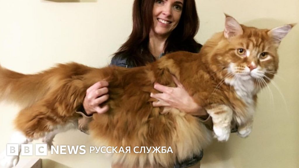 мейн кун коронавирус мейн кун коронавирус