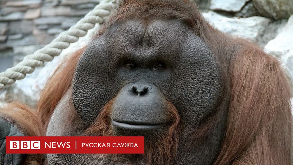 Положение о районном конкурсе «Новогодний символ 2016 года», «Новогодний букет своими руками»