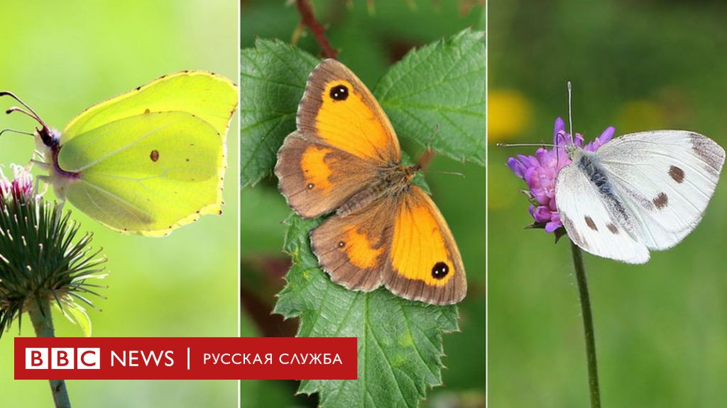Какие виды бабочек бывают в России и за пределами: фото с названиями — Без Тараканов