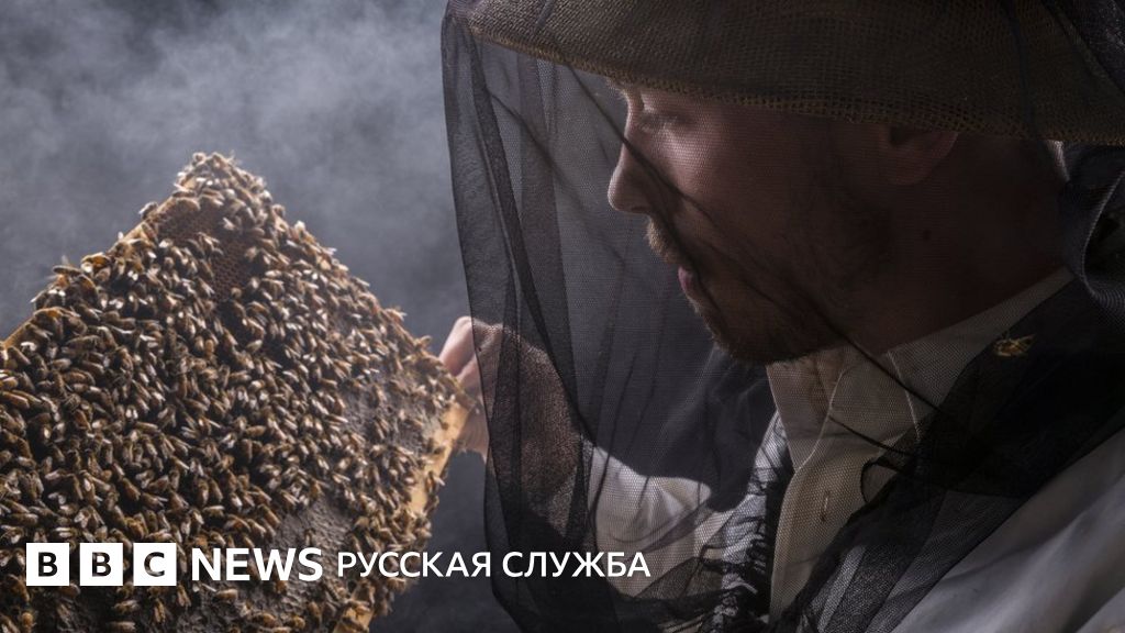 В Миннесоте ограничили использование пестицидов ради защиты пчел - BBC ...