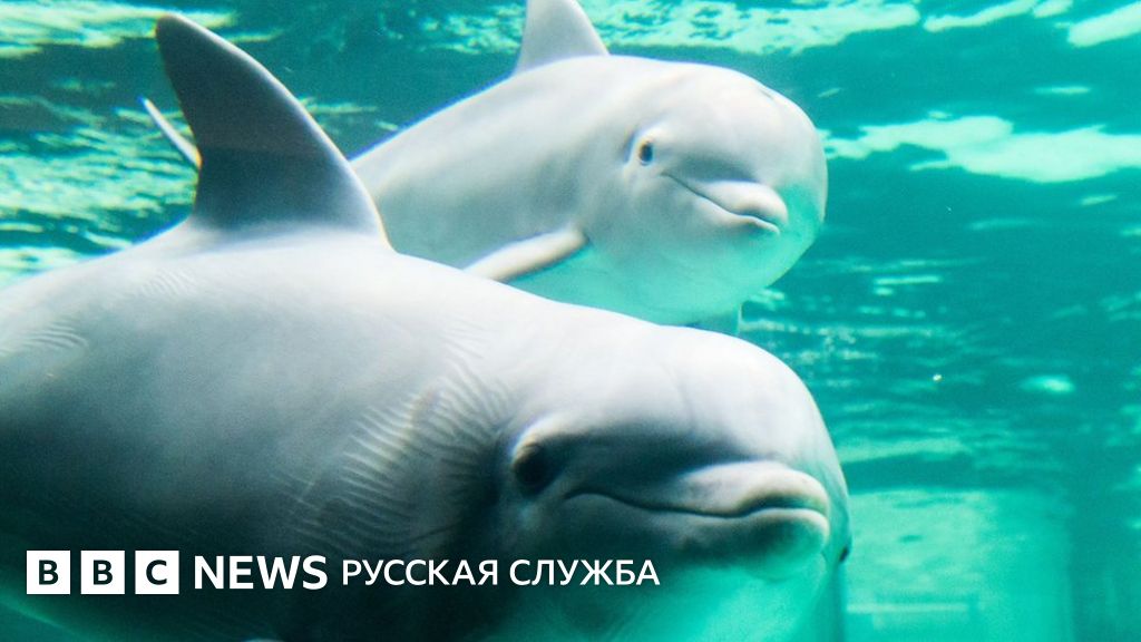 Франция ограничила содержание дельфинов в неволе - BBC News Русская служба