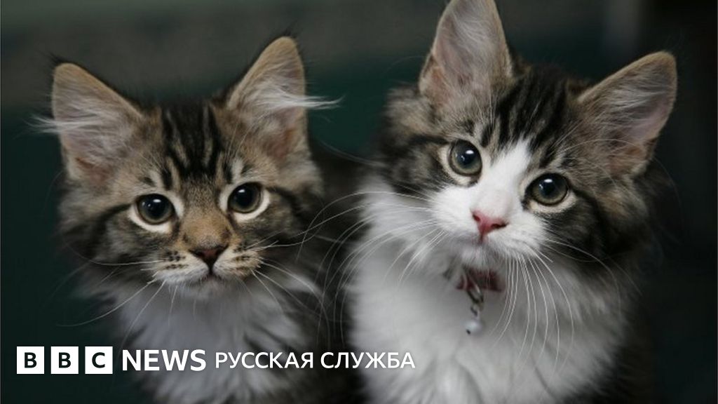 коронавирус у котенка 4 месяца коронавирус у котенка 4 месяца