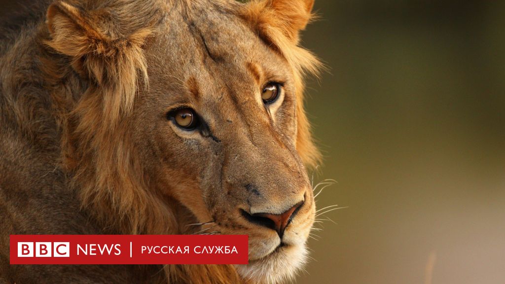 bbc львы на охоте