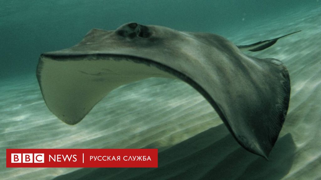 Скат убил ведущего дискавери фото