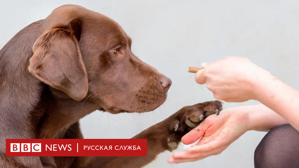 Чем люди похожи на лабрадоров? У нас общий ген переедания