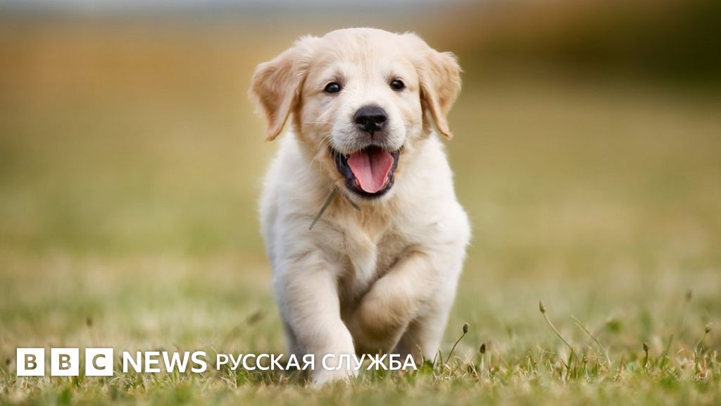 Ученые: у владельцев собак более крепкое сердце - BBC News Русская служба