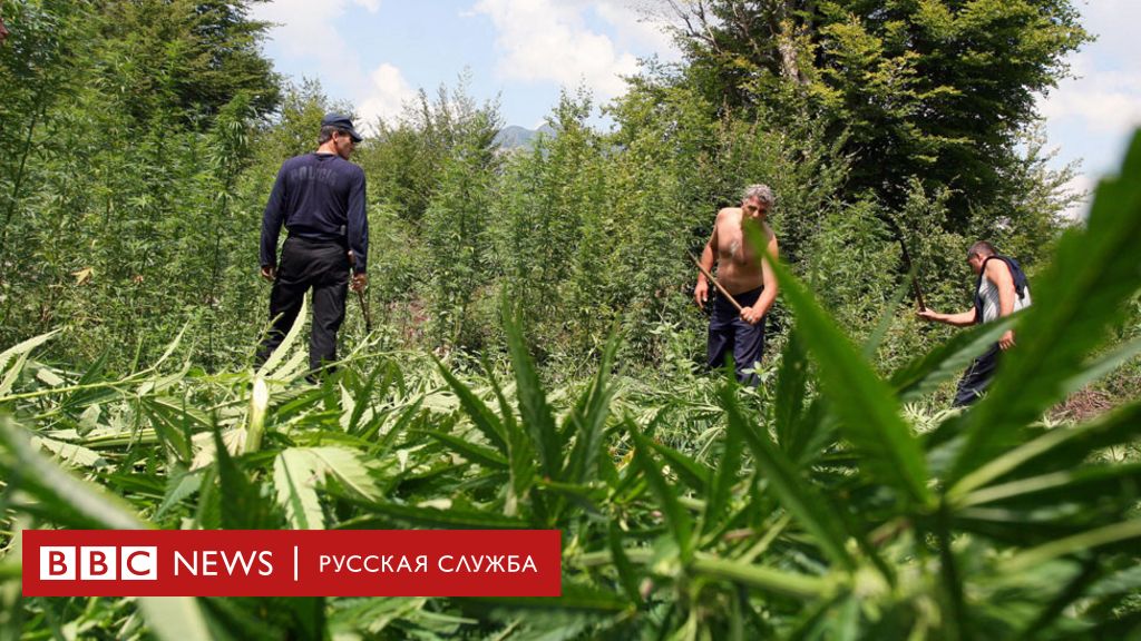 Разрешить в россии марихуану семена конопляные купить шишкин