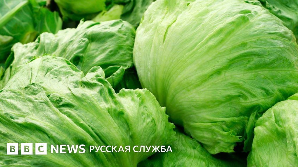 Овощной дефицит в Британии: не больше трех кочанов салата в руки - BBC ...
