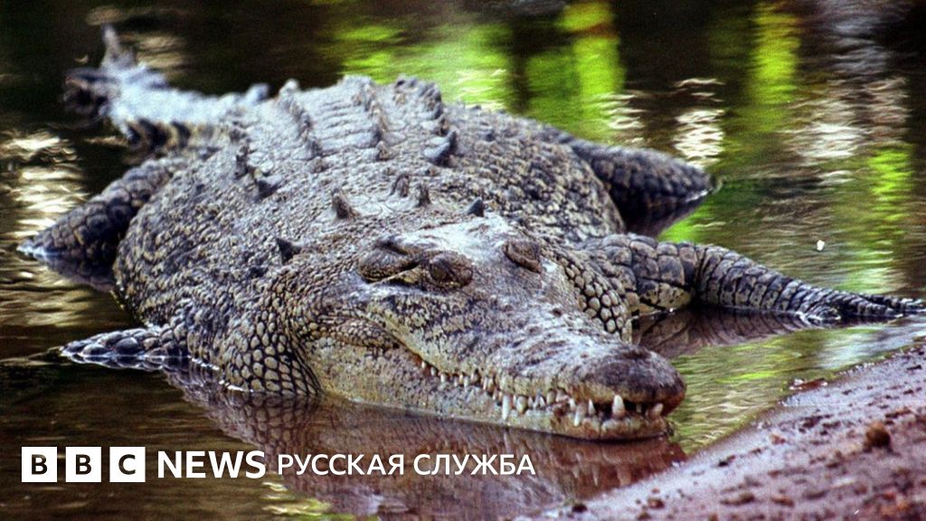 Австралиец три дня прятался от крокодила на острове - BBC News Русская ...