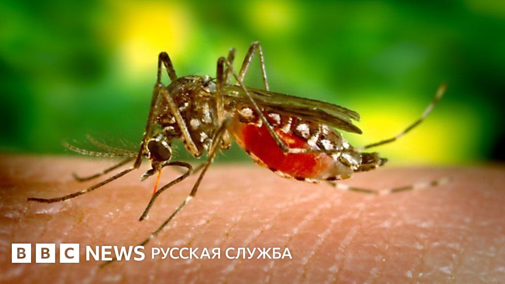 В США миллионы ГМО-комаров выпустят на волю. Но почему только самцов ...