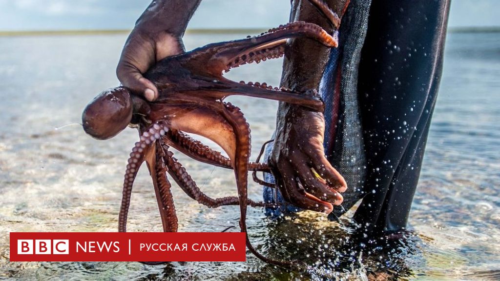 Что позволяет осьминогам охотиться со смертельной точностью: ученые раскрыли секрет