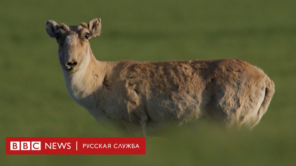 Ровесники мамонтов: как ученые пытаются спасти сайгаков в Казахстане - BBC  News Русская служба