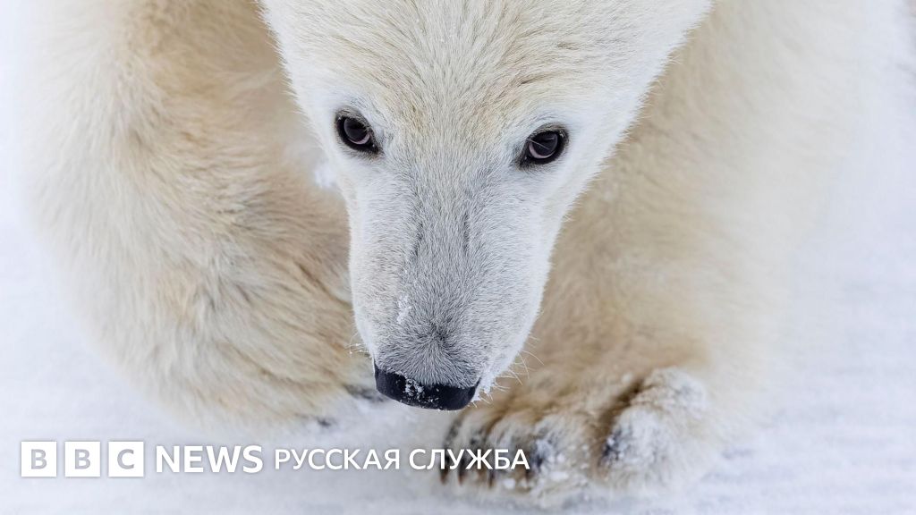 Играющая рысь, медведь и фламинго на фоне проводов. За кого голосовали зрители на конкурсе Wildlife Photographer of the Year