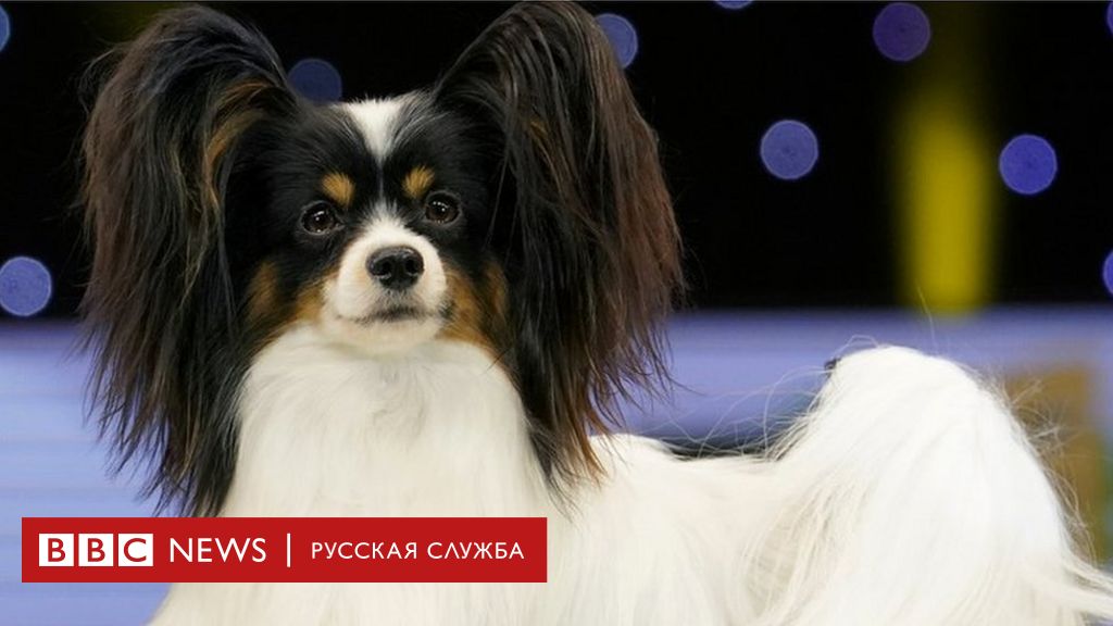 выставка собак папийоны