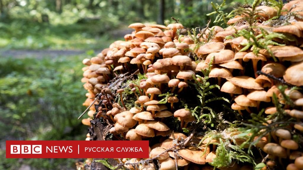 Выращиваем грибы на даче - грибной сезон у вас под окном! | Цветы