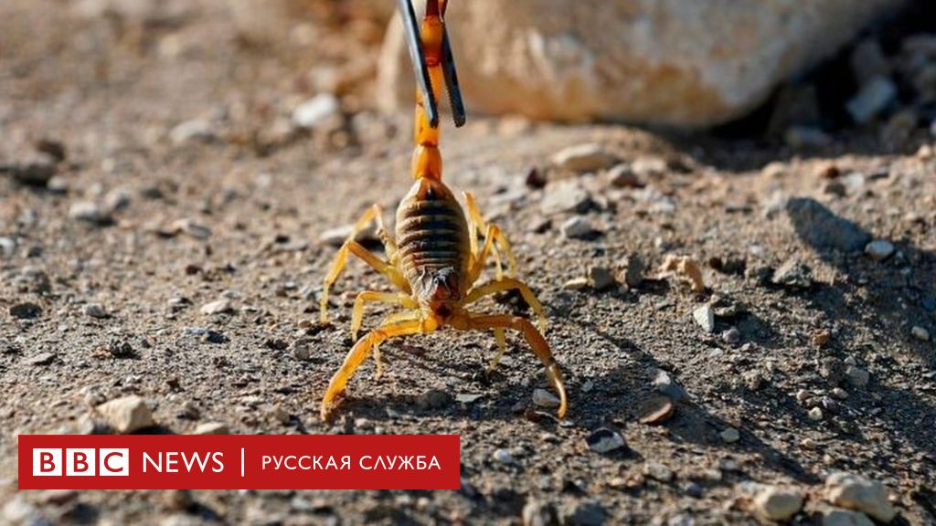 План по завоеванию мужчины скорпиона