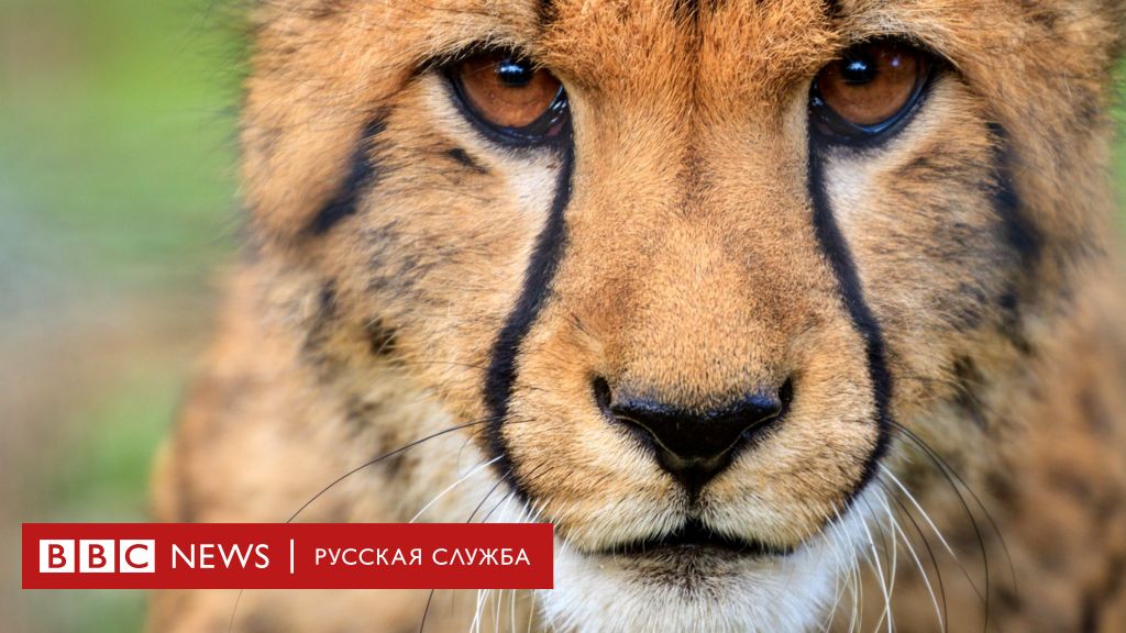 Пять удивительных фактов о гепардах - BBC News Русская служба