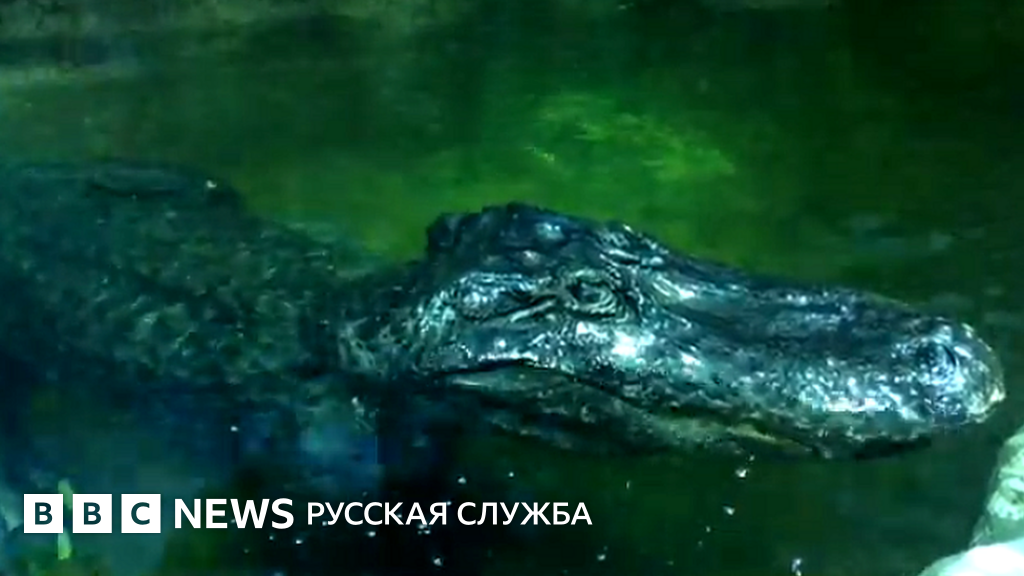 В Московском зоопарке умер "аллигатор Гитлера". Он пережил взятие Берлина 112426993 image - В Московском зоопарке умер "аллигатор Гитлера". Он пережил взятие Берлина