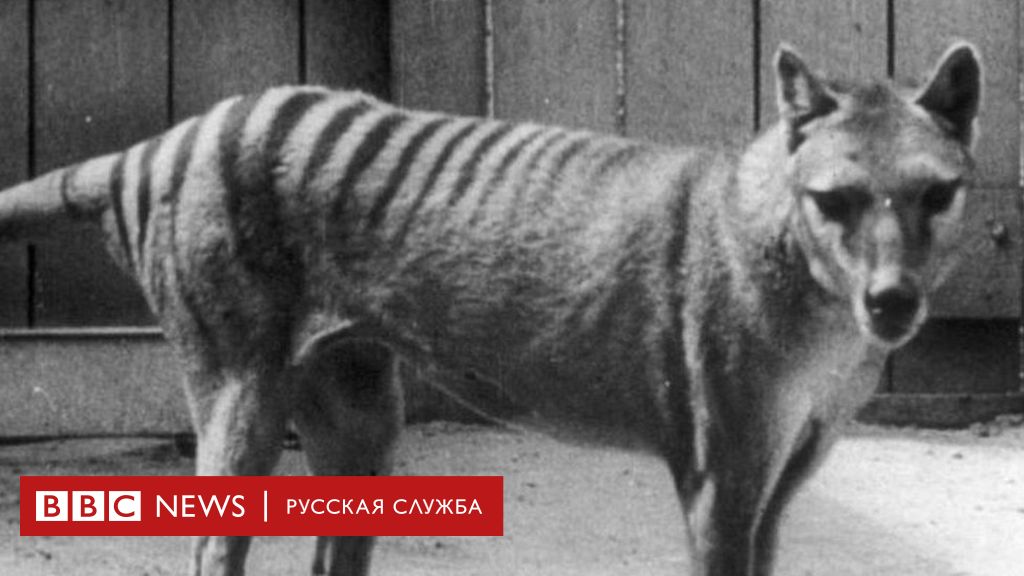 В Австралии замечен тасманский тигр, считавшийся вымершим 80 лет назад