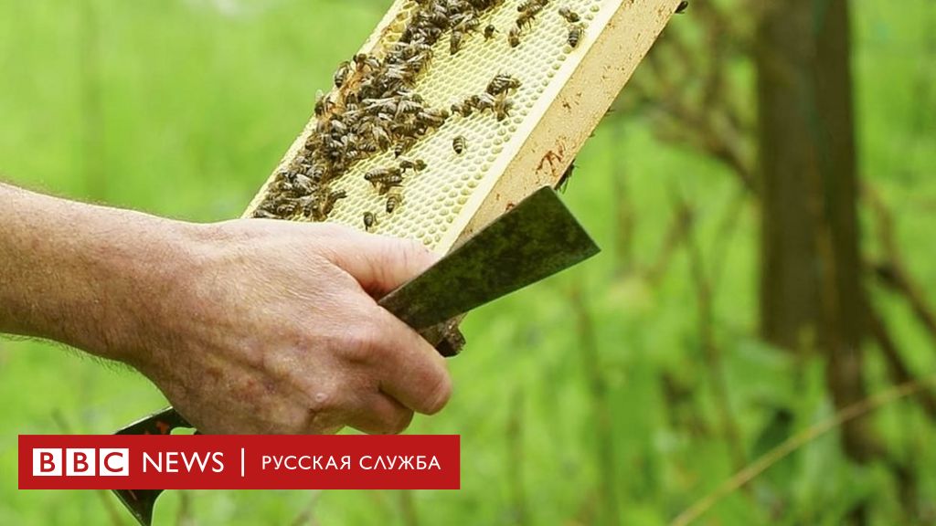 Жизнь нашей пасеки или практическое пчеловодство: 