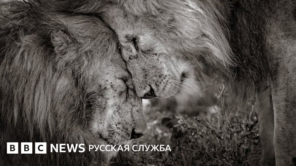 И у львов бывают чувства. Царь зверей победил на конкурсе