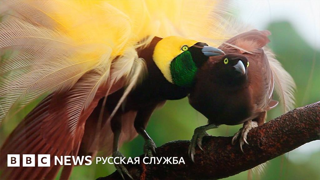 Райские птицы: откуда у них такое завораживающее оперение ...