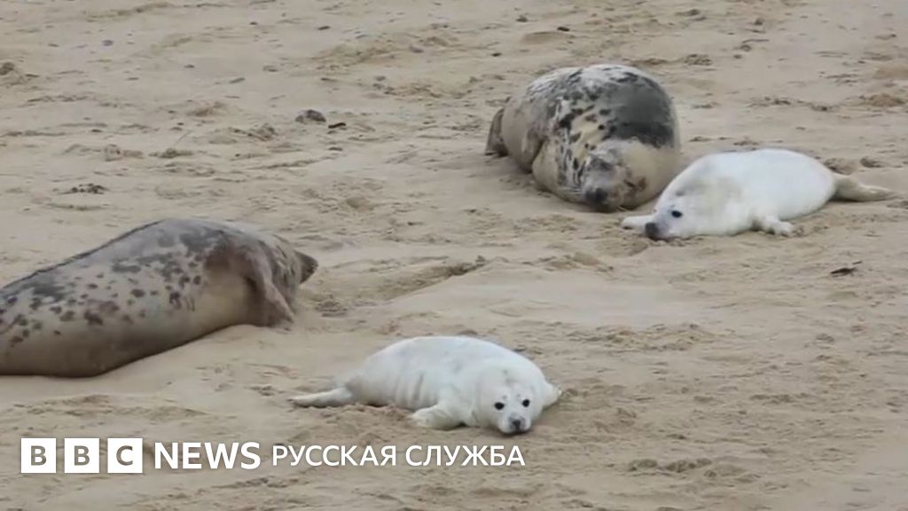 У тюленей в разгаре пляжный сезон - BBC News Русская служба
