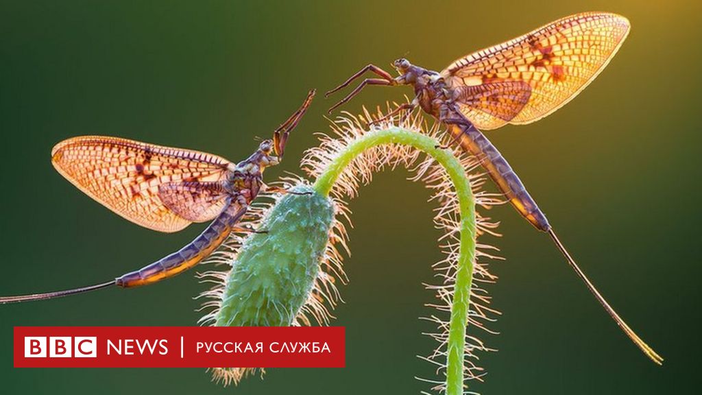 Русские лесбиянки кончают крупным планом