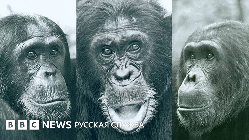 Что стало причиной кровавой четырехлетней войны среди шимпанзе ...