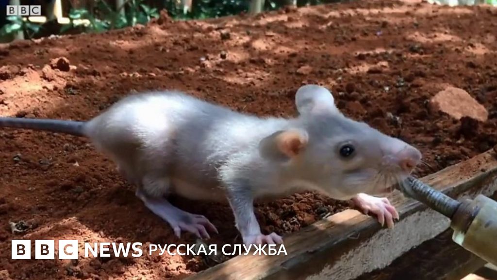 Грызуны как оружие против наследия войны - BBC News Русская служба