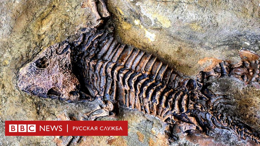 Как стать ископаемой окаменелостью: семь верных шагов к вечности - BBC News  Русская служба