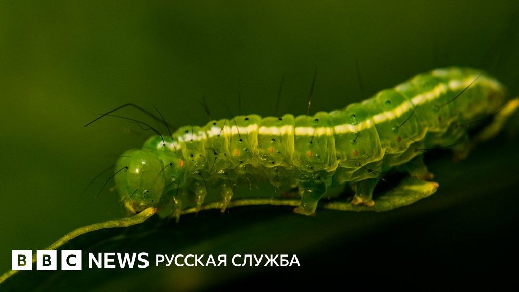 Насекомые Нижегородской Области Фото С Названиями