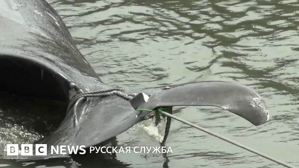 Мясо кита снова в меню в Японии? - BBC News Русская служба